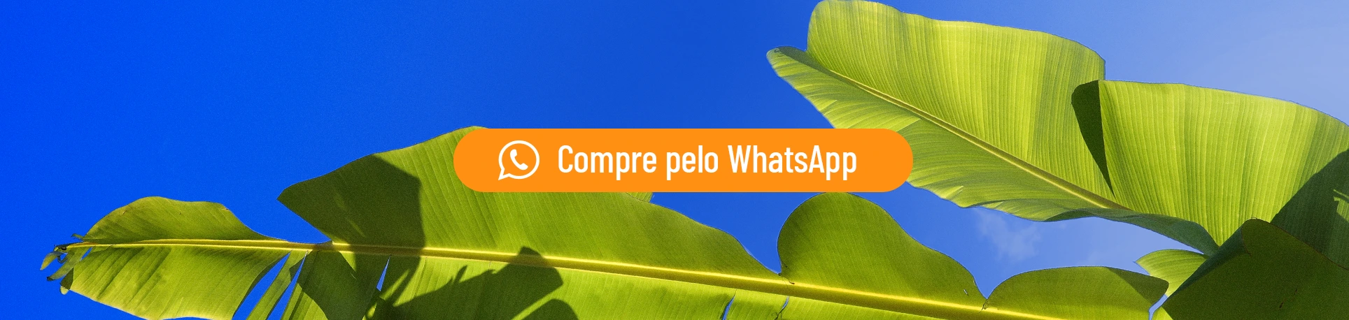 Whatsapp - Maio